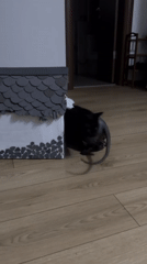 Woman and cats spend quiet evening at Montenegro home