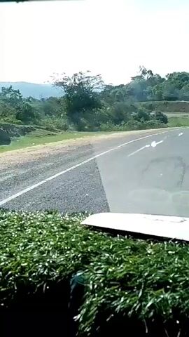 The video shows a winding road from the perspective of a vehicle’s dashboard. Lush green foliage is visible along the bottom of the frame, partially obscuring the lower part of the windshield. Beyond the road, a grassy slope leads up to a dense forest, which blankets the rolling hills in the distance. The road itself is asphalt with faded lane markings and is bordered by a guardrail on the outside edge of the curve. The camera seems to be located within the vehicle with a view facing forward.