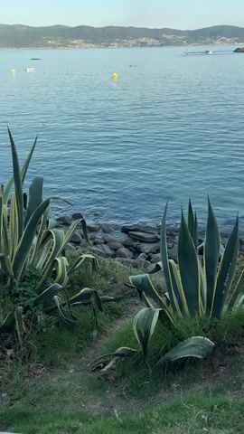 A serene waterscape unfolds with a calm sea meeting a rocky shoreline. Agave plants with variegated green and yellow leaves stand in the foreground, their sharp points reaching upwards. The water, a tranquil blue, reflects the clear sky. In the distance, a hazy coastline is visible, dotted with buildings. Several yellow buoys float on the water, along with a few white boats. To the right, a red and white lighthouse stands guard on a rocky outcrop. The scene is bathed in soft, natural light, suggesting either early morning or late afternoon. No people are visible in the frame.