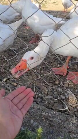 A hand is held out toward a group of white geese confined behind a chain-link fence. One goose stretches its neck through the fence to interact with the hand. The goose makes a honking noise. The ground visible inside and outside the enclosure appears dry and uneven. The scene is captured outdoors in daylight.