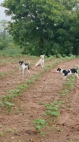 A pack of three dogs, one white and two black and white, are in a field of young plants. The white dog is sitting in the middle of the frame. One black and white dog is to the left of the white dog, standing and facing the camera. The other black and white dog is to the right of the white dog, facing away from the camera. In the background, there are trees and a water tower. The sky is cloudy.