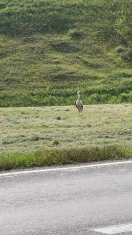 A white stork with black wing feathers stands in a grassy field next to a paved road. The stork is facing the camera and appears to be looking to the left. The field is mostly green grass with some patches of dried grass. A grassy hill is visible in the background. The road is gray asphalt with a white line painted on the right side.