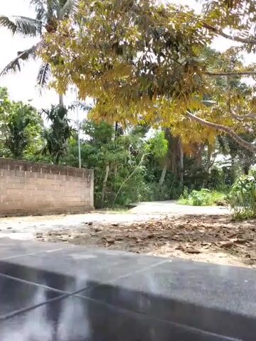 The video shows a slightly tilted view of an outdoor scene, primarily focusing on a patch of ground with scattered leaves and debris. To the left, a brick wall runs horizontally, forming a boundary. Beyond the wall and the debris-covered ground, there is a dense area of green foliage and trees. The leaves of a large tree in the foreground, with yellowish-green foliage, hang down and partially obscure the view of the background. The ground in the immediate foreground appears to be a dark, reflective surface, possibly wet, with visible lines suggesting tiles or paving stones. The lighting suggests it is daytime.
