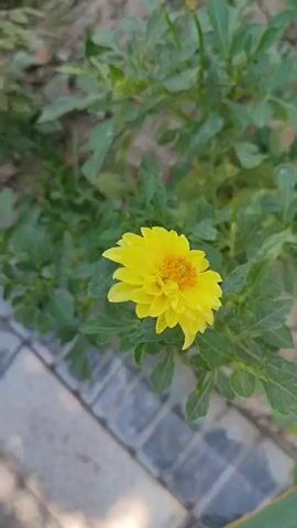 The media file shows a close-up, vertical shot of a bright yellow dahlia flower in full bloom. The flower is the central subject, with its layered petals radiating outwards from a textured, orange-yellow center. The flower is positioned slightly to the left of the frame, with its face tilted upwards and to the right.

Surrounding the flower is lush green foliage, which is slightly out of focus, creating a shallow depth of field that emphasizes the dahlia. The leaves are varied in size and shape, with some appearing larger and more defined, while others are softer and blurred in the background.

In the lower left corner of the frame, a section of a paved walkway is visible. The paving stones are rectangular and laid in a pattern, with visible grout lines. Their texture and color suggest they are made of concrete or stone.

The lighting appears to be natural daylight, casting soft shadows and highlighting the vibrant yellow of the flower. The overall impression is one of a sunny day, likely in a garden or outdoor setting, possibly a park or residential area given the paved walkway.

The specific location context provided is Eshmataul, Uzbekistan. While this context doesn't directly translate into visual cues in the image itself, it helps to understand the potential environment where this dahlia might be growing. The image captures a moment of natural beauty, focusing on the intricate details of the flower and its surrounding greenery. No people or text are visible in the media file.