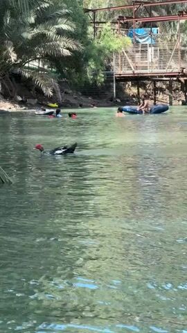 The video shows a clear, green body of water, likely a river or natural pool. There are several people in the water, some swimming and others on inner tubes. Two ducks are also visible swimming in the water. In the background, there is a lush, green environment with palm trees and foliage. A rustic-looking metal structure, possibly a bridge or walkway, spans the water in the distance, with some industrial pipes attached. The overall scene appears to be a recreational area in a natural setting.
