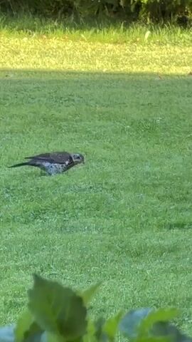A bird pecks at the grass in a lawn. The bird is mostly brown with some white markings on its chest. It is facing to the right and its head is down as if it is eating. The grass is green and appears to be well-maintained. In the background, there is a line of trees and a patch of sunlight. In the foreground, there are some green leaves which are out of focus. The video is taken from a slightly elevated angle.