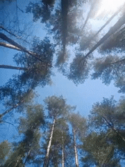 Morning forest walk documented in Chaikovsky, Russia boreal woodland