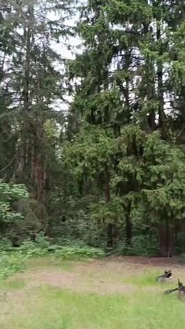 A dirt path winds through a dense forest. Tall pine trees and evergreen trees dominate the landscape, with lush green undergrowth covering the forest floor. The lighting suggests it is daytime, possibly overcast. There are no people or discernible objects other than the natural elements of the forest. The camera appears to be moving slowly, following the path.