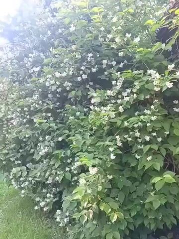 The video shows a dense, green bush covered in small white flowers. The bush is on the right side of the frame, with a grassy area on the left. Sunlight filters through the leaves and flowers, creating a bright, airy atmosphere. The camera pans slightly to the left and right, revealing the full extent of the bush and its surroundings. There are no people or animals visible in the video. The overall impression is one of natural beauty and tranquility.