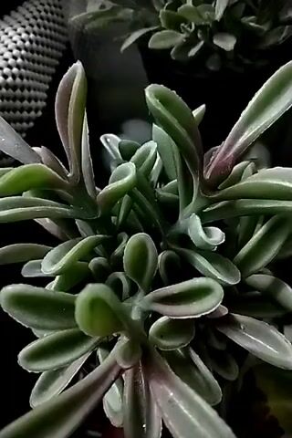 A close-up, overhead shot shows a succulent plant with thick, fleshy leaves that are green with reddish-purple tips. The leaves are arranged in a rosette pattern. The background is dark and blurry, with some out-of-focus elements that appear to be other plants or objects. The lighting is dim, creating a moody atmosphere.