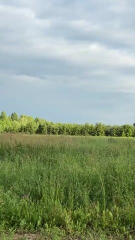 A vertical video captures a serene natural landscape under a cloudy sky. The foreground is dominated by tall, lush green grass, interspersed with some shorter, broader leaves. A hint of purple flowers can be seen near the bottom left. In the mid-ground, a field of slightly shorter, purplish-brown vegetation creates a contrasting texture and color before meeting a dense line of trees in the background. These trees, predominantly evergreen with a rich green hue, form a natural border against the horizon. The sky above is filled with soft, greyish-white clouds, suggesting an overcast day, possibly before or after rain. The overall impression is one of peaceful solitude and the raw beauty of the Russian countryside, specifically in or near Новый Кинер. There is no discernible activity or event taking place; the scene is static and tranquil. The time of day is not explicitly indicated but the lighting suggests it could be late afternoon or early evening. No text is visible in the video.