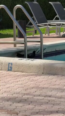 A black bird is sitting on the edge of a swimming pool next to the stairs. The pool has depth markings on the side. The pool deck is made of red brick pavers. In the background, there are lounge chairs and some greenery.