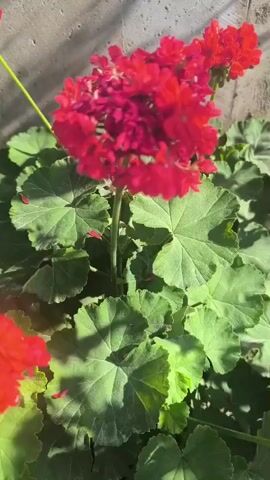 This media file is a close-up video of a vibrant red geranium plant. The plant has large, green, lobed leaves and clusters of bright red flowers. The camera is focused on the plant, with the flowers and leaves filling the frame. The sunlight highlights the textures of the leaves and the petals of the flowers, suggesting it's daytime with bright sunlight. In the background, a textured, light-colored surface, possibly a concrete wall, is visible, along with some dry soil and other vegetation at the base of the plant. The overall impression is of a healthy, blooming plant in an outdoor setting. No people are visible. There is no visible text. The location is identified as Bina, Azerbaijan.