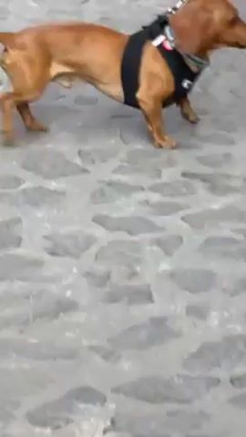 A short video clip shows a dachshund wearing a black harness on a leash. The dog is brown with short legs and a long body. The video follows the dog as it walks on a grey stone-paved walkway. A person wearing grey sweatpants and white and grey sneakers is seen holding the leash and walking beside the dog. The dog appears to be walking at a normal pace, and its tail wags slightly. There is also the sound of music playing. The overall environment seems to be an outdoor public space with a paved surface.