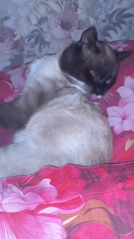 A siamese cat is lying on a bed with a floral print. The cat is grooming itself by licking its fur. The bedspread has a pink and red floral pattern. The wall behind the bed is covered with wallpaper that also has a floral pattern. The cat's fur is light brown and white. The cat's eyes are closed. The video is taken from a close-up perspective.