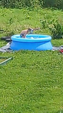 A small brown dog with its tail up is splashing in a blue inflatable kiddie pool. The pool is set up on a grassy area with a wooded area in the background. The dog's head is visible above the water, and it appears to be shaking its head, causing water to spray. The dog's front legs are submerged in the water, and its back legs are also in the water. The dog is looking towards the left side of the frame.