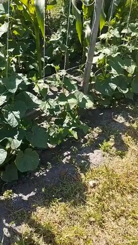 This is a short, low-angle, handheld video of a garden scene. The foreground is dominated by the shadows of plants cast on the ground. The middle ground features rows of lush green plants, likely vegetables such as cucumbers and corn, with their leaves and vines reaching upwards and spreading outwards. Some of the plants are supported by thin white strings and a wooden stake, suggesting they are being trellised. The background shows more of the garden, with tall stalks of corn visible and dappled sunlight filtering through the leaves. The overall environment appears to be outdoors on a sunny day, with evidence of soil and some dry grass. There are no people or animals visible in the video.