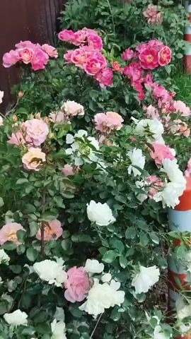The video shows a close-up of a garden full of blooming rose bushes. The roses are in various colors, including white, pink, peach, and dark pink, creating a vibrant display. The camera slowly pans across the roses, highlighting the different hues and the lush green foliage of the bushes. In the background, a brown corrugated fence is visible, adding a rustic touch to the scene. The roses appear to be freshly watered, with some petals still holding droplets of water. The overall impression is one of natural beauty and tranquility.