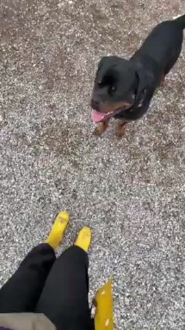 Here's a description of the video:

The video shows a person standing on gravel in yellow rain boots, with a black Rottweiler dog standing nearby. The dog is panting and looking at the person. The person is wearing black pants and a light-colored jacket with a purple stripe. The ground is covered in small gray gravel. The perspective is from the person's point of view looking down at the dog and their own feet.