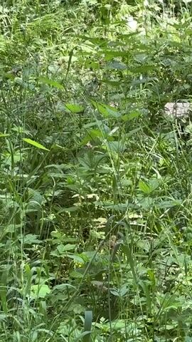 The video shows a lush green forest with dense vegetation. The camera pans across the scene, focusing on various plants and trees. Sunlight filters through the leaves, creating a dappled effect. The movement of the camera suggests it is being held by someone walking through the forest. The scene is natural and undeveloped, with no signs of human intervention or construction. The overall impression is one of a tranquil and natural environment.