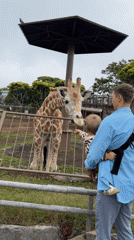 Families feed giraffes at Ito zoo during morning visit