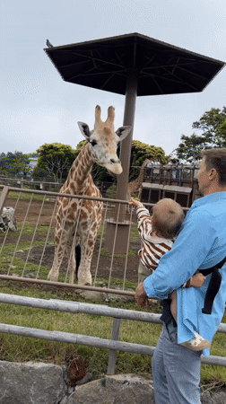 Families feed giraffes at Ito zoo during morning visit
