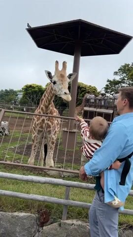 A toddler, held by an adult male, offers food to a giraffe. The toddler wears a striped shirt, and the adult is in a blue shirt. They stand near a metal fence. The giraffe, with its distinctive spotted pattern, extends its head to receive the food. In the background, trees and a cloudy sky are visible.