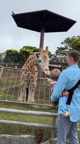 Families feed giraffes at Ito zoo during morning visit