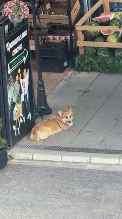 Corgi, watermelons, and a selfie: a Sofia afternoon