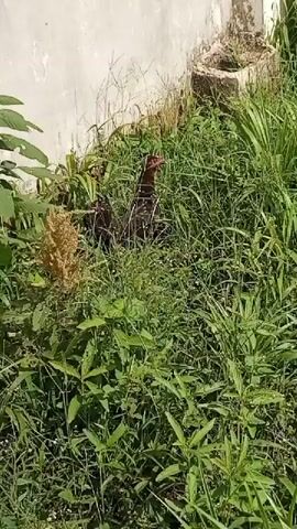 A rooster stands in tall green grass near a white wall. The rooster is dark brown and black with red around its face. The grass is overgrown and somewhat unruly. In the upper right corner of the image, there is a square concrete structure attached to the wall. The sun is shining brightly.