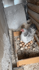 Hen broods eggs with two chicks in Sevlievo nest