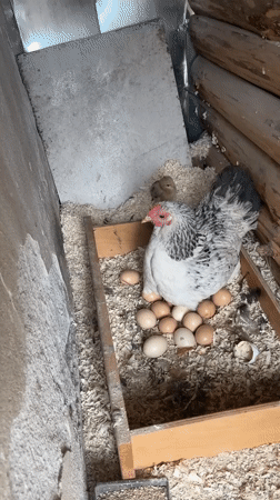 Hen broods eggs with two chicks in Sevlievo nest