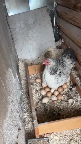 Hen broods eggs with two chicks in Sevlievo nest