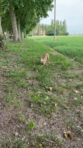 The video opens with a small, light-brown dog, possibly an Italian Greyhound, playfully gnawing on a stick on a grassy verge beside a paved road. Large, mature trees line the road, casting dappled shadows. In the distance, another cyclist can be seen.

At the 0:01 mark, a male cyclist, wearing a black and yellow cycling jersey, black shorts, and a helmet, rides a road bike past the camera. He has a backpack on his shoulders. The scene then pans to reveal a wide expanse of vibrant green cultivated fields stretching into the distance, with a few houses visible on the horizon. The sky is overcast, and the overall setting is a rural, tree-lined road in what appears to be the Italian countryside near Argelato. No visible text is present.