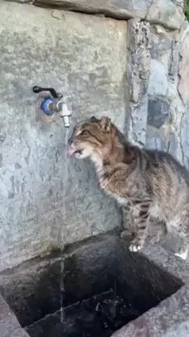 A medium shot depicts a brown tabby cat perched on the edge of a stone fountain, drinking directly from a tap. The cat is positioned on the right side of the frame, its body oriented towards the tap. Clear water streams from the tap, and the cat laps it up with its tongue. The fountain is made of gray stone, and the tap is silver with a blue handle. Water collects in the basin below. The background consists of a stone wall.