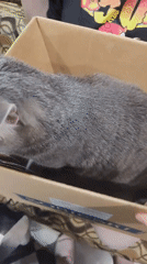 Person feeds gray tabby cat from cardboard box