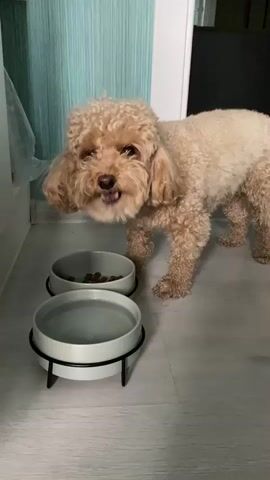 A light brown poodle stands in front of two bowls on a gray floor. The bowl in the background contains kibble, and the bowl in the foreground contains water. The dog is positioned with its head down, eating from the kibble bowl. The background features a teal and white striped wall and a white cabinet.