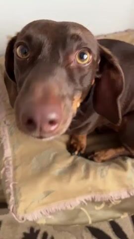 The video shows a close-up of a brown dachshund sitting on a patterned cushion. The dog has large, expressive eyes and a pink nose. In the first few seconds, the dog looks directly at the camera, and then a brief, blurry image of its nose and tongue appears as it licks its lips. The dog then turns its head and appears to be sniffing or licking something off the cushion. The environment appears to be indoors, with a white wall visible in the background. The cushion has a gold patterned fabric with pink fringe. A brown carpet with a floral pattern is visible at the bottom of the frame.