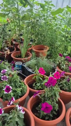 The video pans across a collection of potted plants. In the foreground, several terracotta pots contain vibrant pink and purple petunias. Behind them, more plants are visible, including tall sunflowers and what appears to be a gladiolus. Other pots hold various green foliage. Some pots have solar garden lights inserted into the soil. A corrugated metal wall forms the background. The ground is a rough, light-colored surface, possibly concrete or stone. The lighting suggests an overcast day or an indoor setting with ambient light.