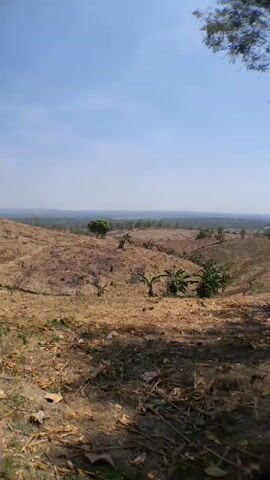 This video shows a panoramic view of a dry, rural landscape under a clear blue sky. The foreground is dominated by dry, brown earth and scattered leaves and debris. Gentle slopes of dry, golden grass undulate towards a valley in the mid-ground. Several small, scraggly trees are sparsely scattered across these slopes, with a few larger, green trees clustered together in the distance. A small grove of banana trees is visible on the right side of the valley. Beyond the valley, the land stretches out to a hazy horizon, with a few more trees and signs of human activity, possibly farmland, visible in the far distance. The overall impression is one of a dry, potentially arid environment.