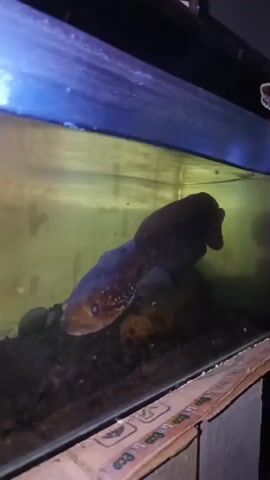 A fish with white spots on its body and a light-colored eye swims in a dark aquarium. The fish is positioned horizontally in the tank, facing left. The bottom of the tank contains dark gravel. Above the tank, a blue light is visible. The aquarium glass is slightly dirty.