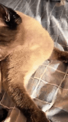Siamese cat lounges on a sunlit bed, bites petting hand