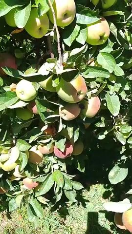 This video shows an apple tree laden with ripe apples in various stages of development. The apples are a mix of green and red, with some showing a blush of pink or red. The tree is full of green leaves, and the sunlight is filtering through the branches, casting shadows on the apples and the ground below. The video pans across the tree, offering a close-up view of the fruit and foliage. The ground beneath the tree is covered with grass and some fallen leaves. The sky above is a clear blue.