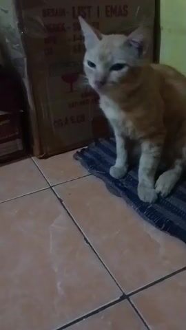 A ginger cat is sitting on a striped mat in front of a cardboard box. The cat turns its head to the left and then grooms its paw. The scene takes place indoors on a tiled floor with a yellow wall in the background.