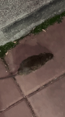 Brown rat spotted on red pavement near curb