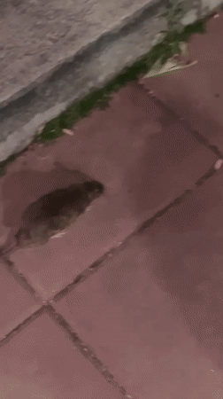 Brown rat spotted on red pavement near curb
