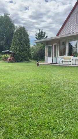 A fawn-colored French bulldog runs across a grassy lawn towards a house with a porch and a swing set in the background. The dog is in focus and fills the frame as it approaches the camera. The sky is overcast with clouds.