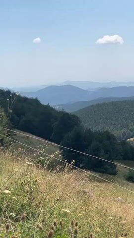 The video displays a sweeping panoramic view of a lush, mountainous landscape under a clear blue sky dotted with a few white clouds. The foreground features a grassy slope with dry, tall grass and some scattered wildflowers. A thin wire fence runs diagonally across the lower part of the frame, separating the viewer from the scene beyond. Behind the fence, dense, dark green trees form a thick forest that blankets the lower slopes of the mountains. Further in the distance, successive layers of mountains fade into a hazy blue, creating a sense of depth and vastness. The overall impression is one of natural beauty and tranquility.