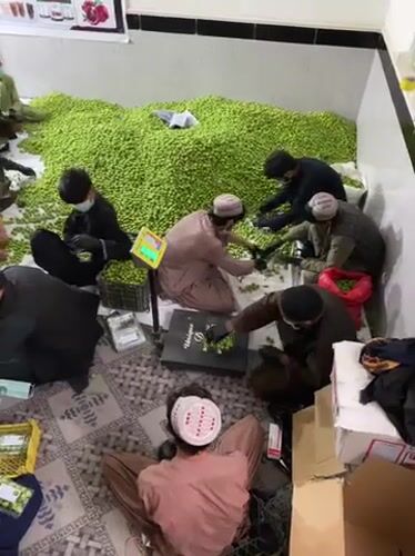 Men process green fruit in Kandahar warehouse facility