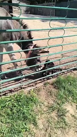 A video shows a donkey and a black puppy interacting behind a green metal fence. The donkey is mostly visible, with its head lowered towards the ground. A small black puppy is positioned near the donkey's head, appearing to be interacting with it. The fence has horizontal bars and some circular elements. The ground is dirt with some patches of grass. In the background, there's a wooden structure, possibly a small building or enclosure. The lighting suggests it is daytime, likely outdoors.